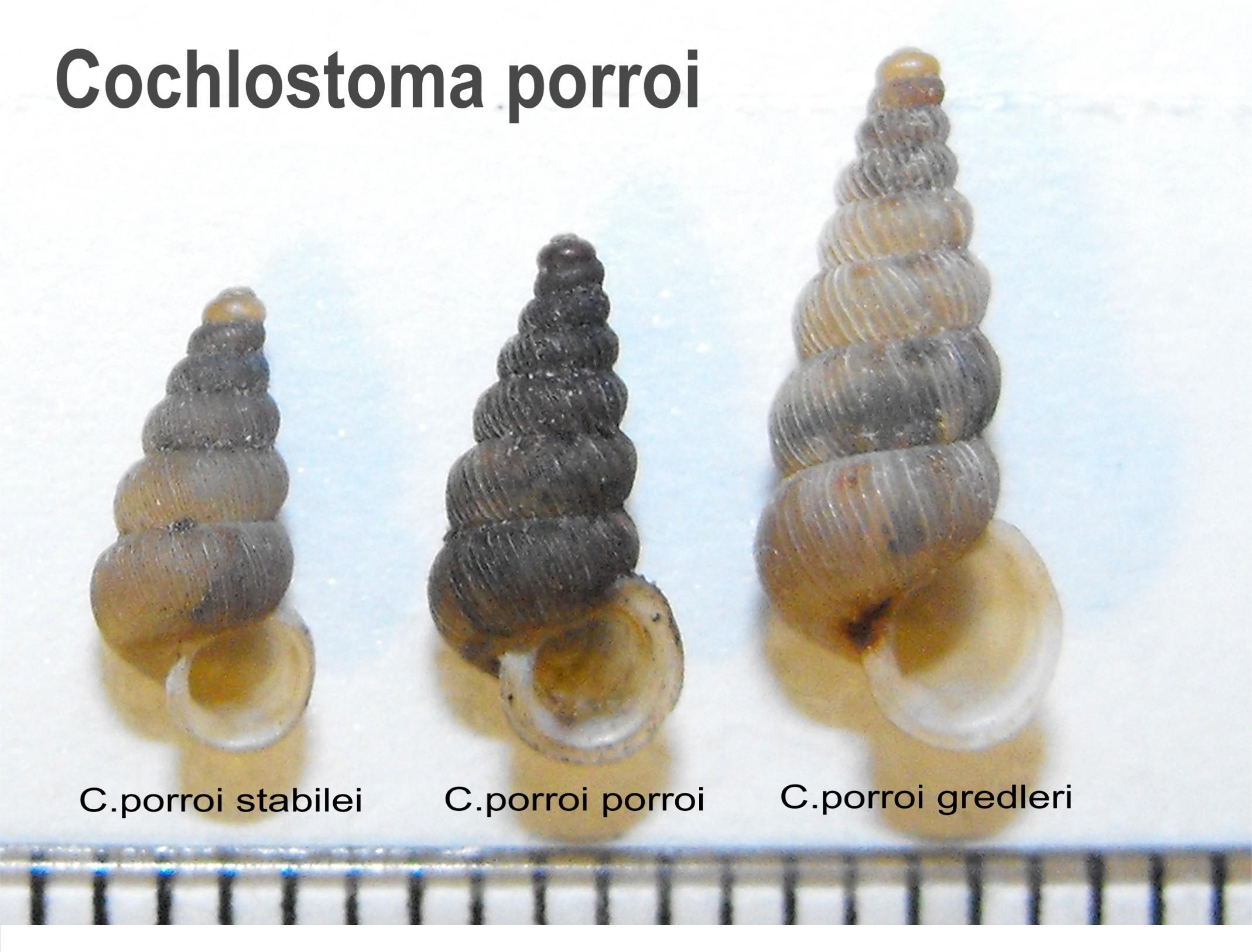 Cochlostoma porroi stabilei